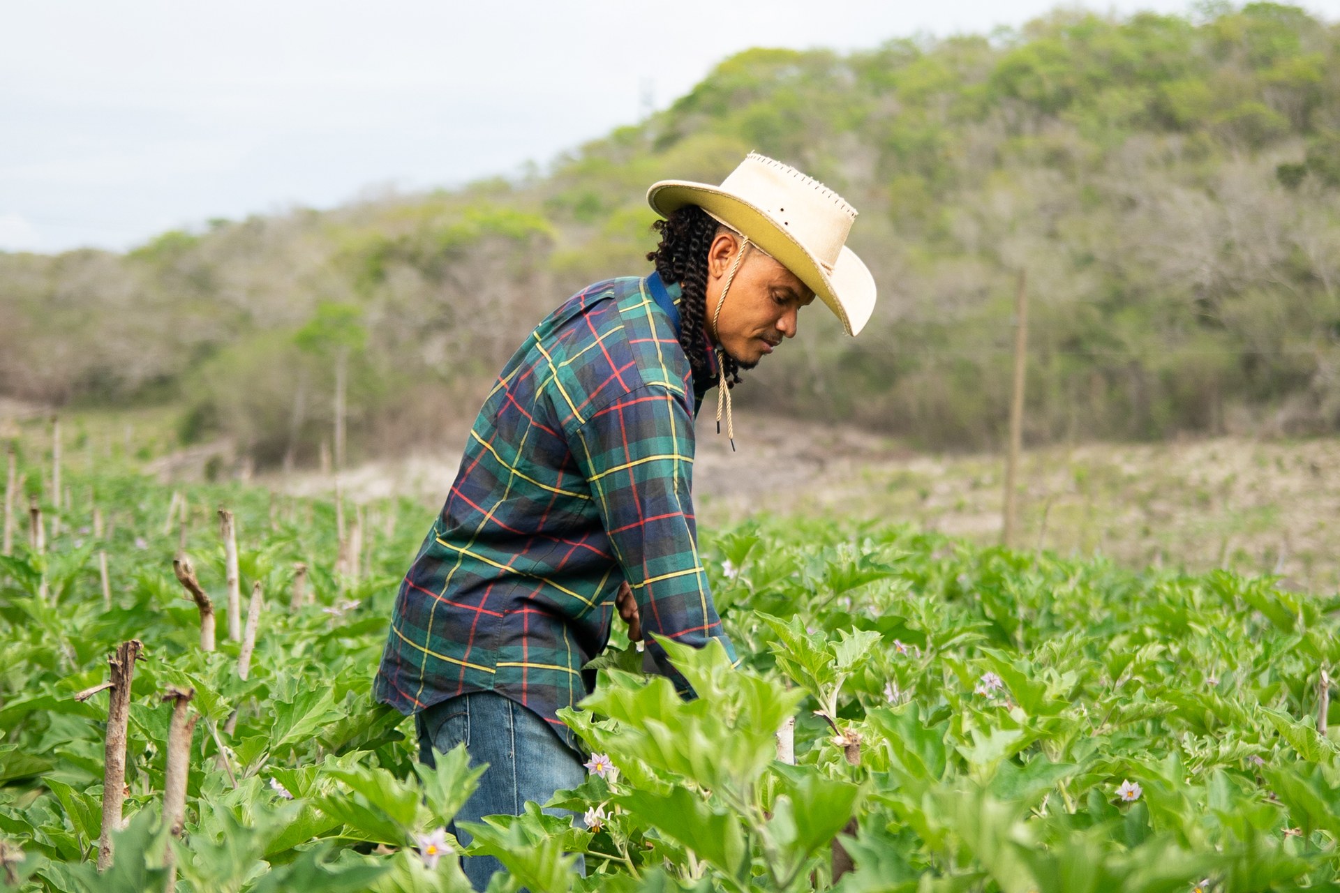 Técnico Superior en Producción Agrícola